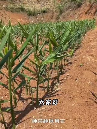 【太溪邦旗舰】齐又壮氨基酸水溶肥套装农业磷酸二氢钾