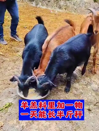 羊羔料里加一物,一天能长半斤秤 #养羊技术 #养羊人 #自繁自养 #羊羔 #养羊