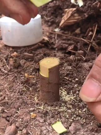 新手友好嫁接刀:细磨刃口,轻松削好枝 切口平滑不伤芽,轻便易上手。 #新手嫁接刀 #园艺工具 #果农必备