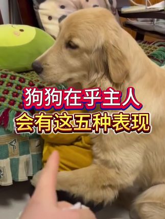 狗狗在乎主人,才会有的五种表现 #萌宠 #宠物狗狗 #萌宠好物 #养狗人 #好物推荐🔥