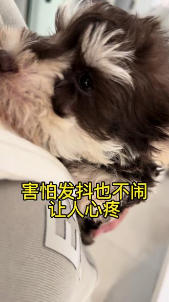 今天带瑞麒体检。周围检查的狗都在叫,瑞麒一声不吭,就靠着我发抖。查细小、查犬瘟,全程配合,不哭不闹。
医生都忍不住夸:这狗好乖。#小体雪纳瑞 #棕色雪纳瑞 #雪纳瑞成长记录 #雪纳瑞 #幼犬体检