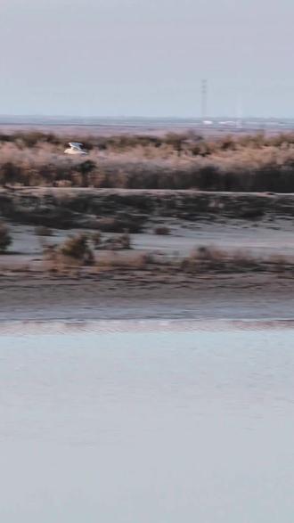 它们高速飞行没有鸟查头盔吗?