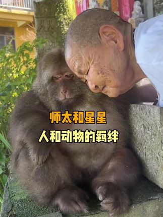 这是星星和师太之间独有的信任(素材来源@冯椿 ) #星星 #猴子 #感动 #独臂猴星星和师太的故事#内容启发搜索 @DOU+上热门