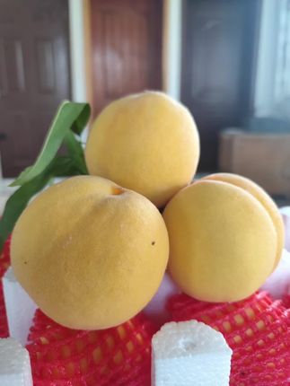 蒙阴蜜桃 锦绣黄桃,新鲜上市 #助农水果 #优质农产品 #应季水果 #自家种植 #农产品