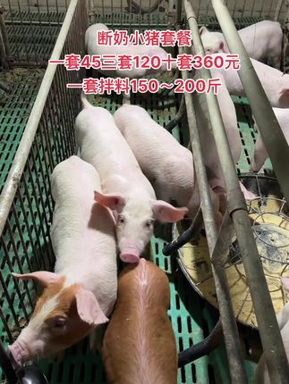 断奶小猪养得好,后期没烦恼#断奶小猪不好养 #断奶小猪