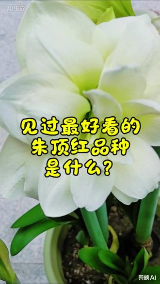 见过最好看的朱顶红品种是什么?评论区互相安利 #朱顶红 #阿弗雷 #养花人 #养花人的乐趣 #白色的朱顶红