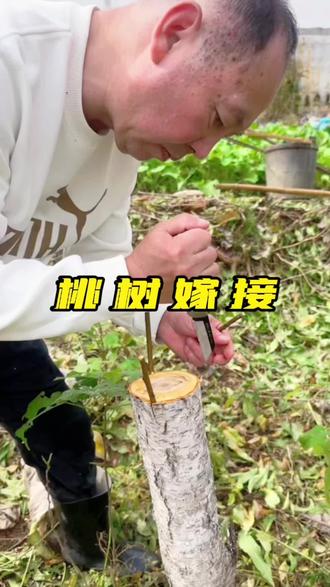 趁这几天气温高,抢在寒潮来之前,赶紧改接几棵黄桃,提前闷起来开春可以早发芽…#果树嫁接#新农人计划 #乡村生活