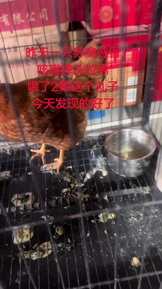 #鸡感冒用什么药 #苏禽绿壳土鸡 昨天一只苏禽感冒拉稀肿脸,立马隔离喂了两颗药今天早上起来发现好了,看来是对症了