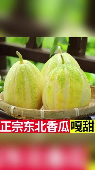 又脆又甜的山东头茬绿宝石甜瓜终于成熟了,酥脆爽口 #绿宝石甜瓜