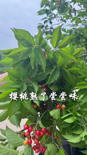 这种小樱桃不多见了,酸酸甜甜的特好吃。 #记录我的种植生活 #农村生活现实记 #上热门 #三农 #樱桃