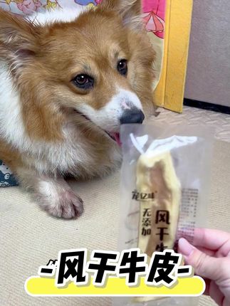 狗狗磨牙洁齿风干牛皮,耐磨耐咬,多斤多肉#狗狗日常 #小狗狗能有什么坏心思 #狗狗磨牙 #狗狗零食推荐 #柯基