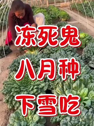 立秋以后,推荐你种上这个菜#乌塌菜