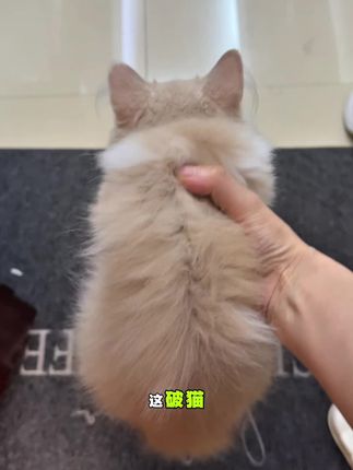 到处都是猫毛的日子谁懂啊!听劝买了瓶#鱼油 真的好了很多#萌宠好物 #宠物鱼油#猫咪掉毛吃鱼油