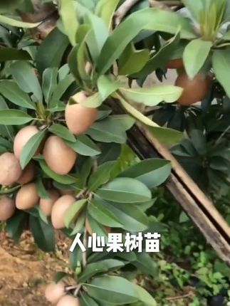 人心果树苗多次开花结果盆栽地栽庭院人心果苗大苗带土带叶发货#人心果树苗 #优质农产品 #果苗供应