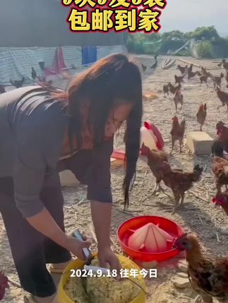 #养鸡