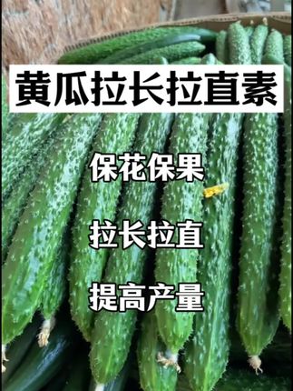 #黄瓜 #黄瓜种植 #黄瓜高产种植
