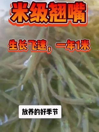 #翘嘴鱼苗 #养鱼日记 #钓鱼人 #水产养殖