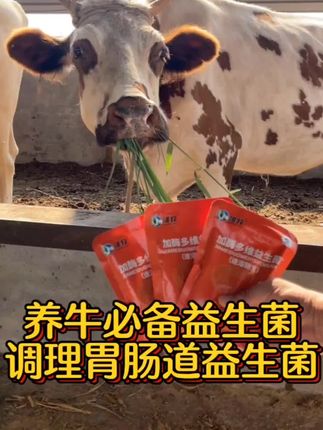 #养牛人 #养牛技术 #牛羊养殖 #养牛