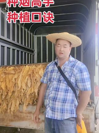 种烟高手的种植口诀,只要你按照这样管理你也可以种出高产优质的烤烟……#全啧啧甲啧啧东明#农业东明 #烤烟种植技术与管理 #了吧台车了吧台