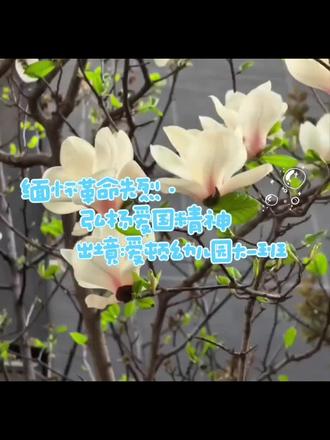 清明风起,花影摇曳,稚子轻语思念。一树玉兰映春晖,薪火相传,童心亦懂慎终追远 🌸🍃