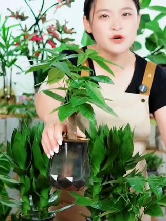 【花伴水】买一送一发财树水培植物室内耐旱绿植办公桌客厅好养#水培植物#室内绿植#绿植盆栽