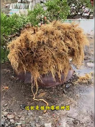 这就是植物爆根神器,盆景花卉养护必备!