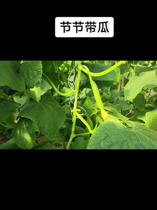 节节带瓜#蔬菜有问题就找菜老师