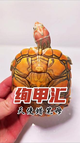 超大斑几乎全包头天使蜡笔母,做载体还可以吧#养龟日常 #变异巴西龟 #可爱到爆炸💥 #爬宠 #理财 @DOU+小助手 @DOU+上热门