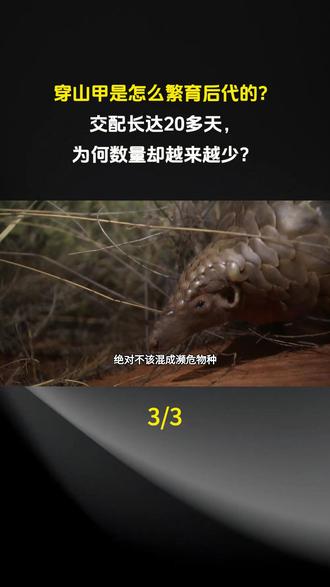 穿山甲是怎么繁育后代的?交配长达20多天,为何数量却越来越少?#科普 #科普一下 #科普知识 #科普达人 #奇闻趣事