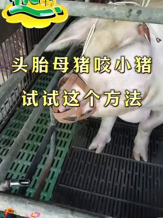 养猪用它很轻松#养好猪