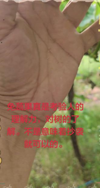 阳光玫瑰免蔬果方案,要在爆炸果和不爆炸果之间找参数。
