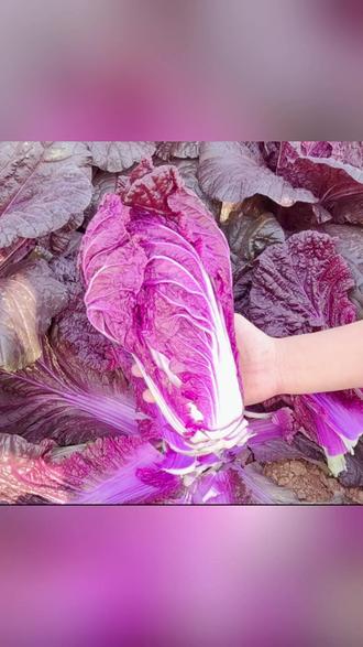 这个好看又好吃的紫白菜你见过吗?它营养丰富紫红的叶片含有丰富的花青素,用来凉拌或者炒菜都非常好吃! #紫白菜种子 #花卉绿植 #我的乡村生活