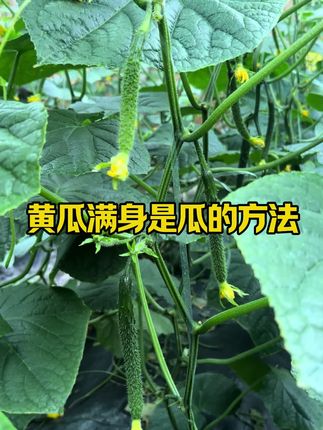黄瓜节节有瓜的方法 #农业种植 #三农 #种植小技巧
