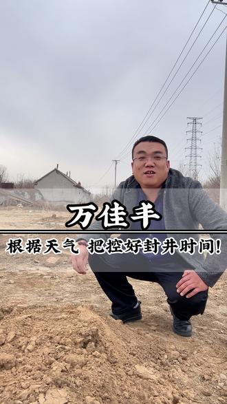 我们这边已经封井了,根据天气,一定要把控好封井时间。 #三农 #大姜种植 #昌邑万佳丰