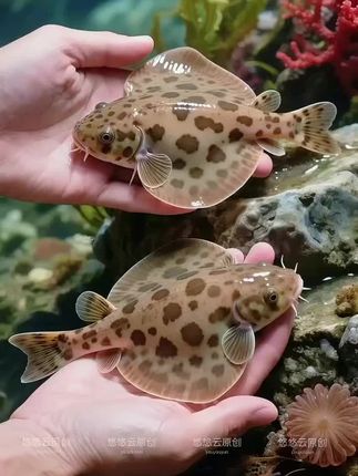 爬岩鳅 #爬岩鳅 #鱼缸清洁 #鱼缸里的大自然 #水族爱好者 #观赏鱼