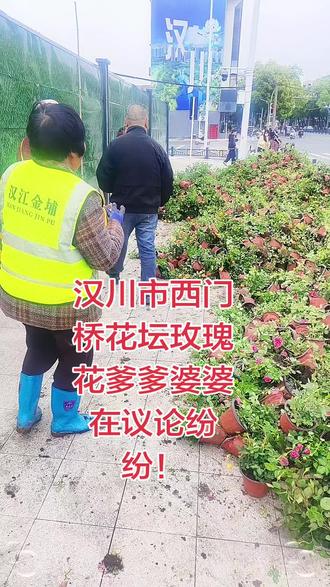 汉川西门桥路边花坛玫瑰,重新栽培,爹爹婆婆议论纷纷?