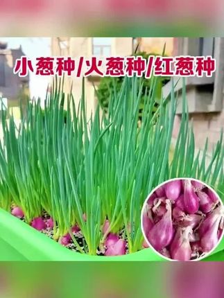 #家庭种植 #种植小技巧 #每日分享 #抖音助农扶农 #三农种植