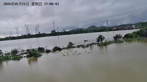 #暴雨致河水暴涨 不要再下雨了,够了够了,鱼儿已经得到自由了,农作物也看不见了#阳春水浸