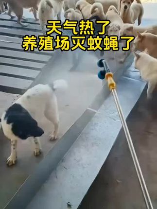 灭蚊蝇了!#养殖场专用 #牛羊养殖 #三农养殖 #自繁自养 #畜牧养殖