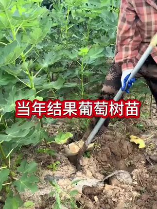 当年种植当年就可以爬满整个院子的藤王葡萄树。#葡萄树#葡萄苗#葡萄种植
