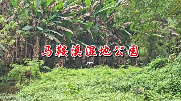 闲逛北碚马鞍溪湿地公园,藏在北碚的宝藏湿地!