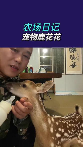 农场日记,宠物鹿花花日常#萌宠#梅花鹿养殖 #我的乡村生活 #宠物