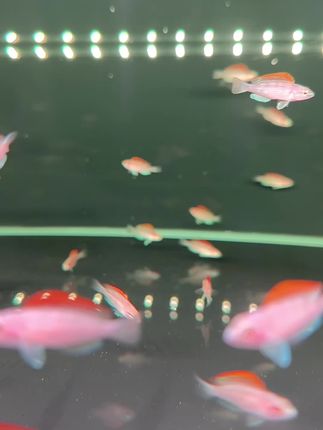 黄帆天堂鸟 #水族 #观赏鱼 #养鱼 #南美缸 #三湖慈鲷
