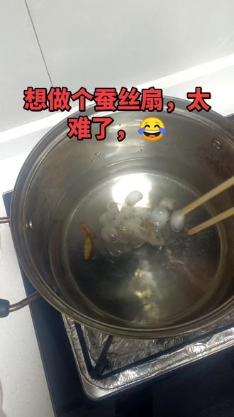 养了一个多月的蚕,终于结完茧了,今天打算做个好看的蚕丝扇,搜了视频一看就会,一做就废😂,抽丝太难了😤