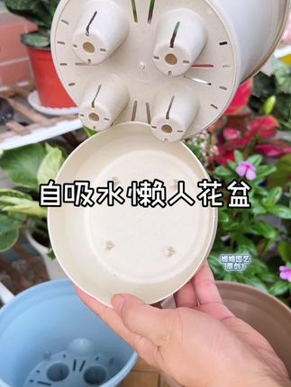 #爱生活爱养花 #花盆推荐 #花盆 #懒人花盆