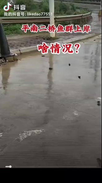 大两过后,鱼群上岸,啥情兄?