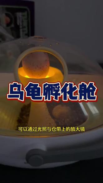 让孩子去感受大自然的神奇吧,从一颗蛋开始,一起来孵化饲养小乌龟吧 #乌龟孵化 #儿童礼物 #儿童玩具 #萌宠 #科学罐头