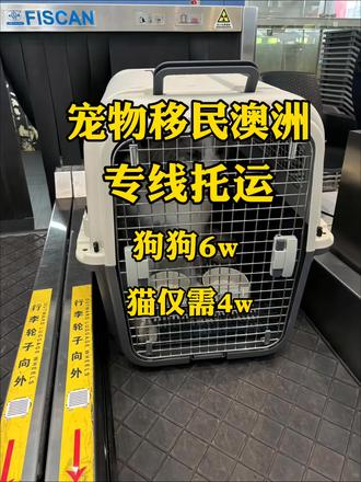 宠物移民澳洲,专线托运,行程最短,最快仅需15天。
专注澳洲宠物托运专线,实体公司专业靠谱。
签正规合同✅无杂费✅全程专业团队服务✅
首先声明:
我们除合同里的运费外,不会收取任何其它费用。
免费接宠送机✅
免费溜宠喂养✅
免费医护服务✅
免费代办资料✅
免费血清检测✅
免费芯片更换✅
有自营运输团队,全国免费上门接宠物。
有自营医护团队,为宠物安全保驾护航。
有自营寄养团队,为狗狗的行程更舒服。
#新西兰生活 #新西兰宠物托运 #宠物托运澳大利亚 #宠物邮寄澳大利亚 #宠物移民新西兰 #宠物移民澳大利亚#澳洲留学 #澳洲生活 #澳洲移民 #新西兰移民
