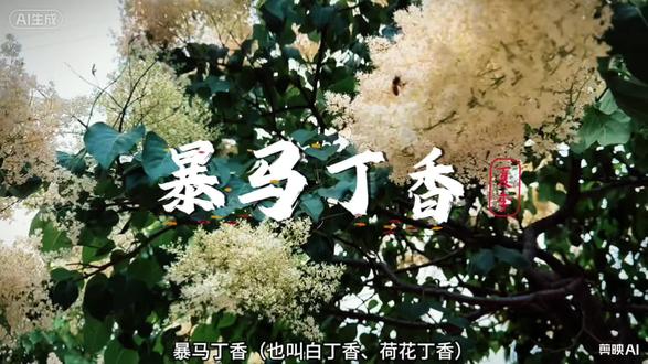 最近看到路边这个树的花正开,不知道叫什么,网上查了一下,给大家科普一下。#暴马丁香#一花一诗一世界