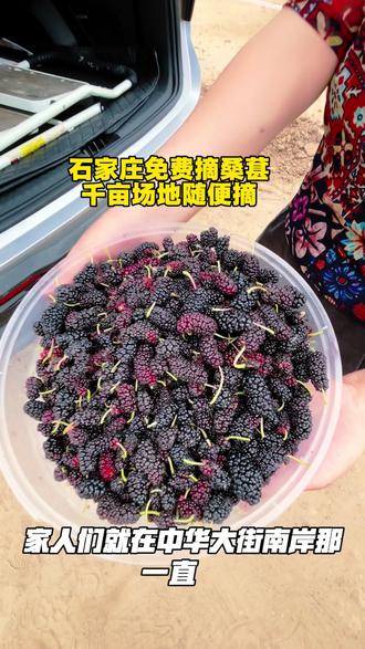 石家庄免费采摘攻略 今日实测好去处!中华大街曙光路桥滹沱河南岸往西直达小壁林场,足足4处千亩免费桑葚采摘地,还有多处免费采摘金银花点位,初夏遛娃踏青、采摘游玩绝佳地,全程无收费,赶紧约上家人朋友冲~#免费摘桑葚 #采摘好去处 #周末遛娃 #免费采摘金银花 #初夏游玩攻略